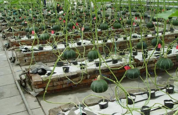 案例(lì)展示(shì)