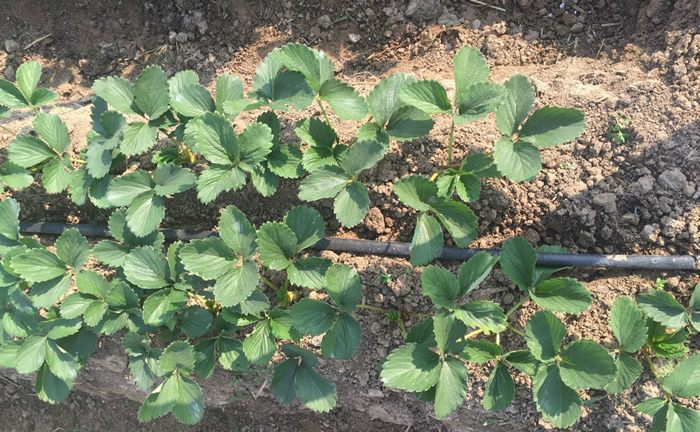 案（àn）例展示